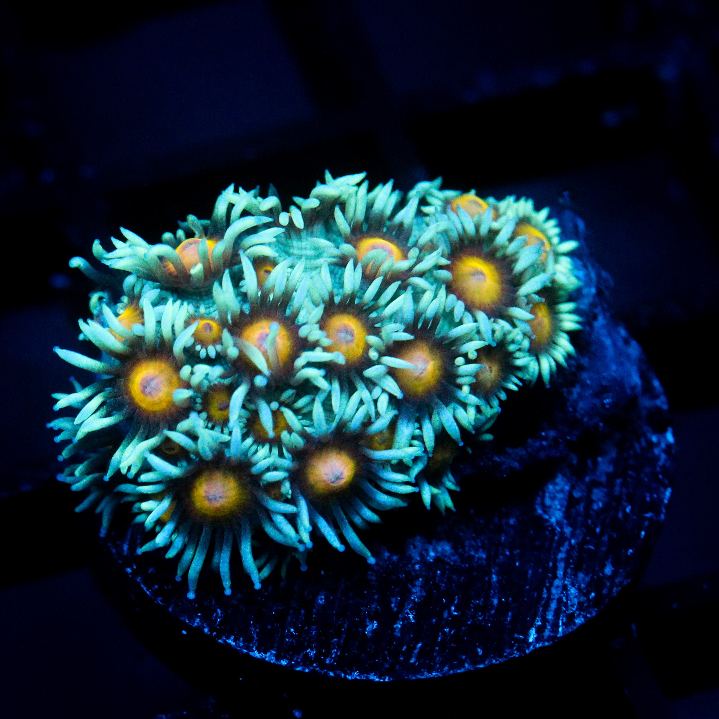 JC Sunflower Goni
