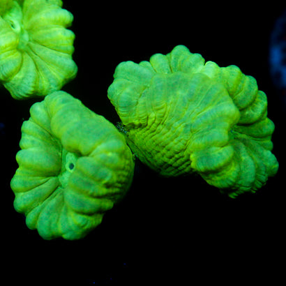 JC Neon Trumpet Coral