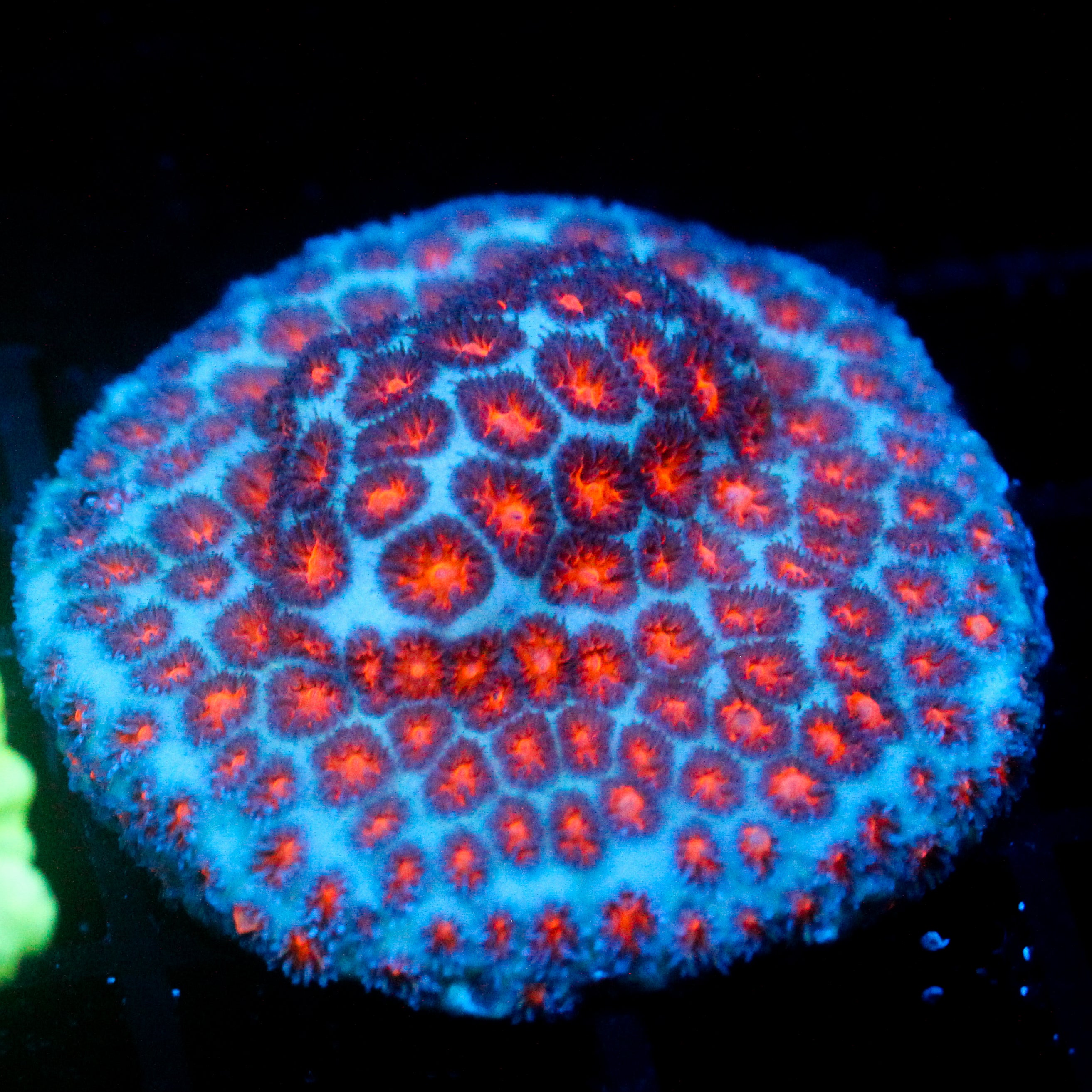 JC Biota Spooky Leptastrea