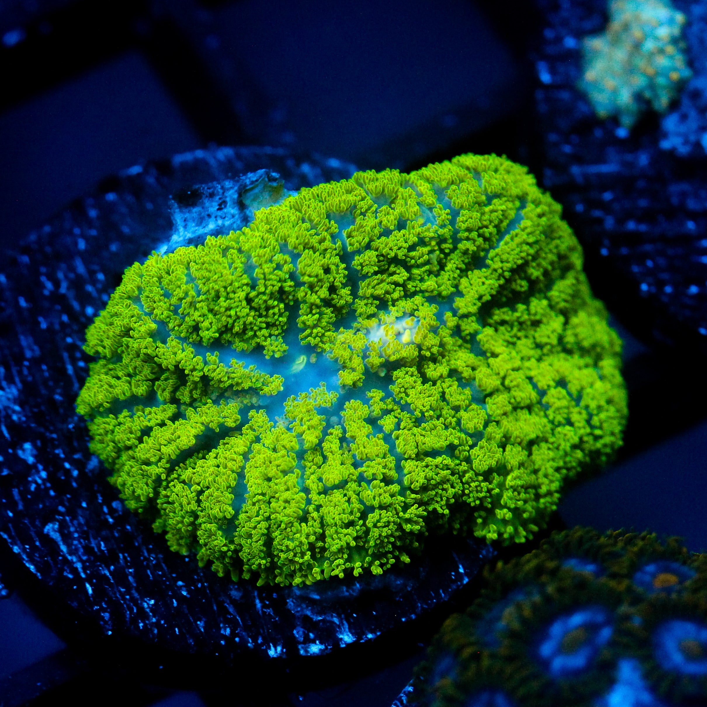 JC Neon Green Rhodactis