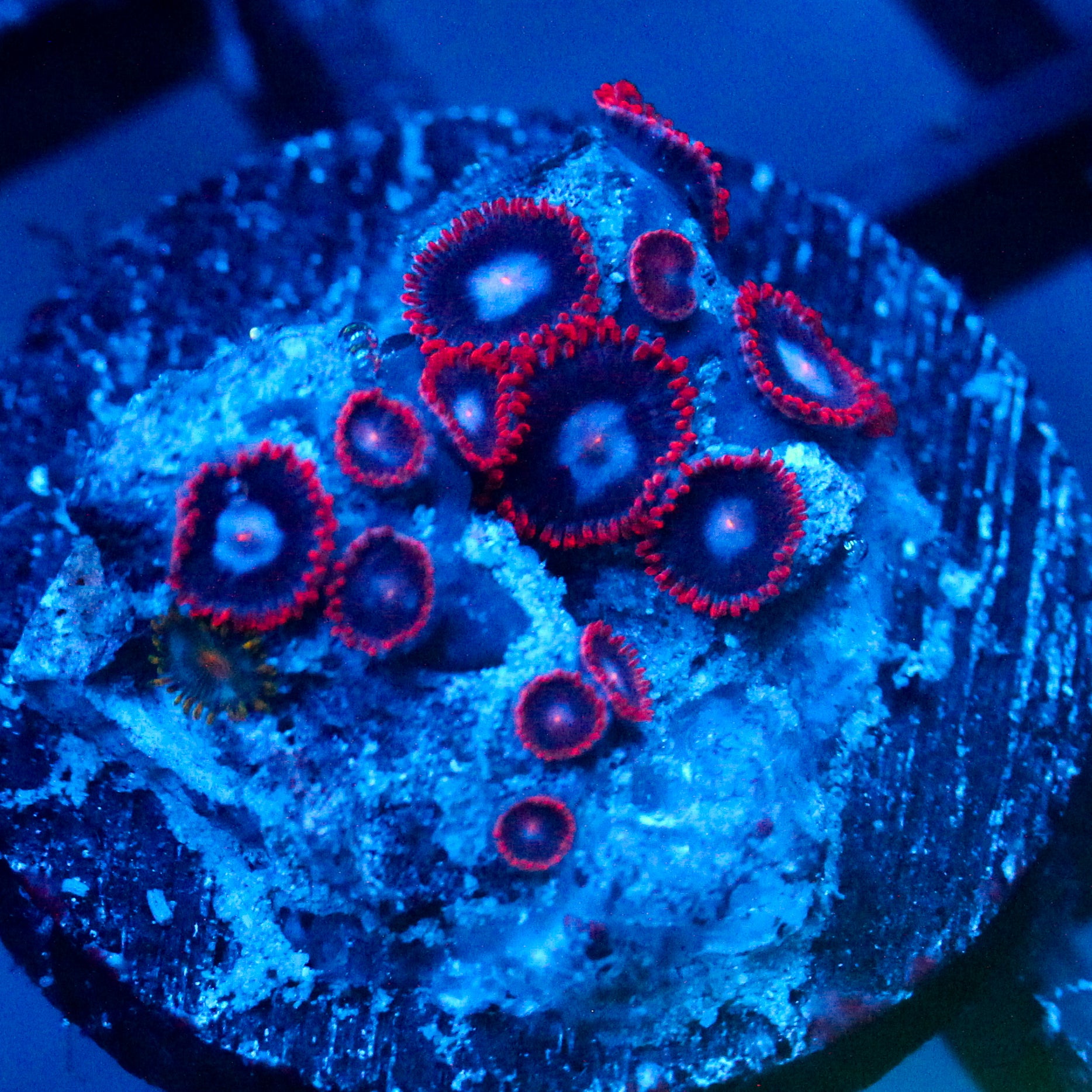JC Edge of Reality Zoanthid