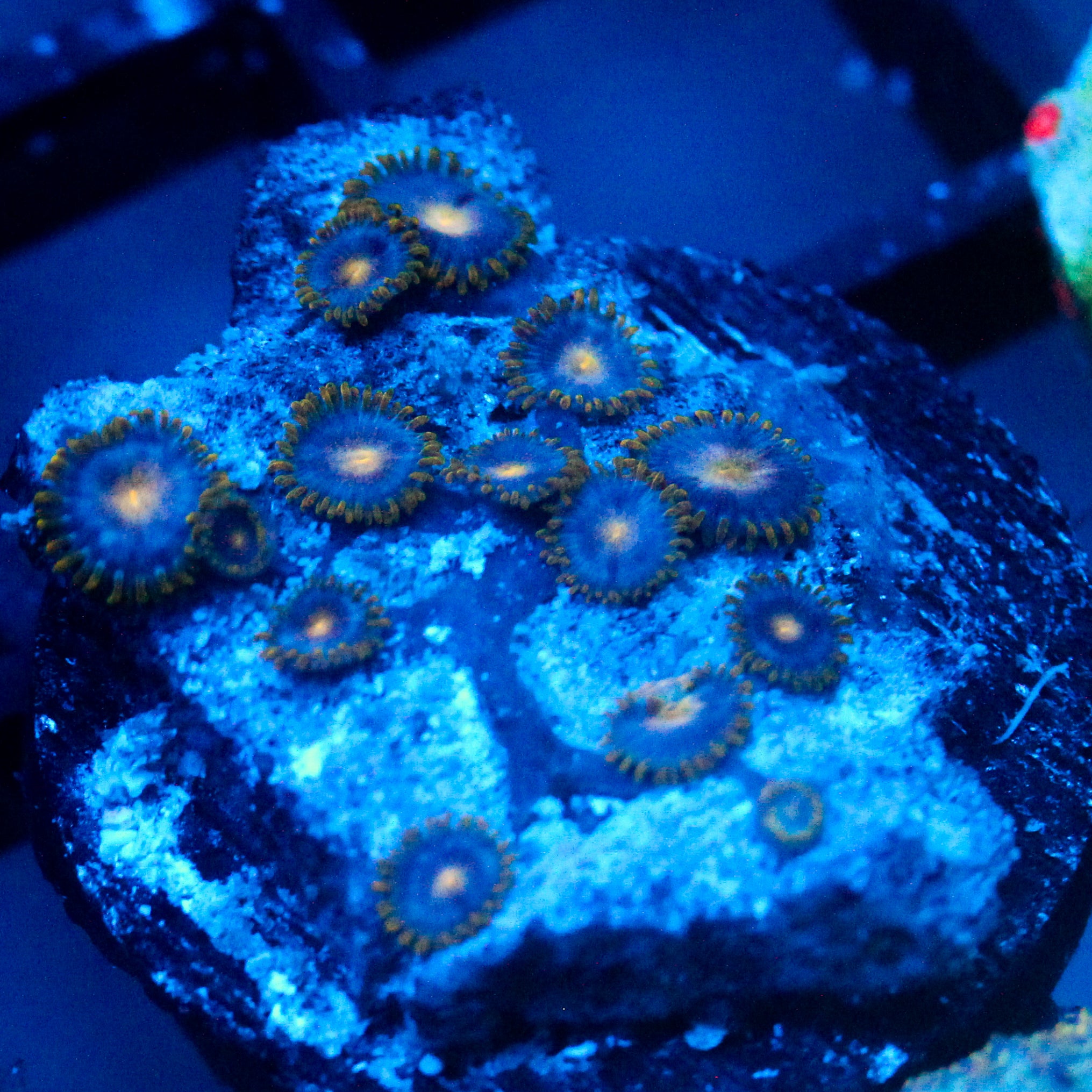 JC Gold Burn Zoanthid