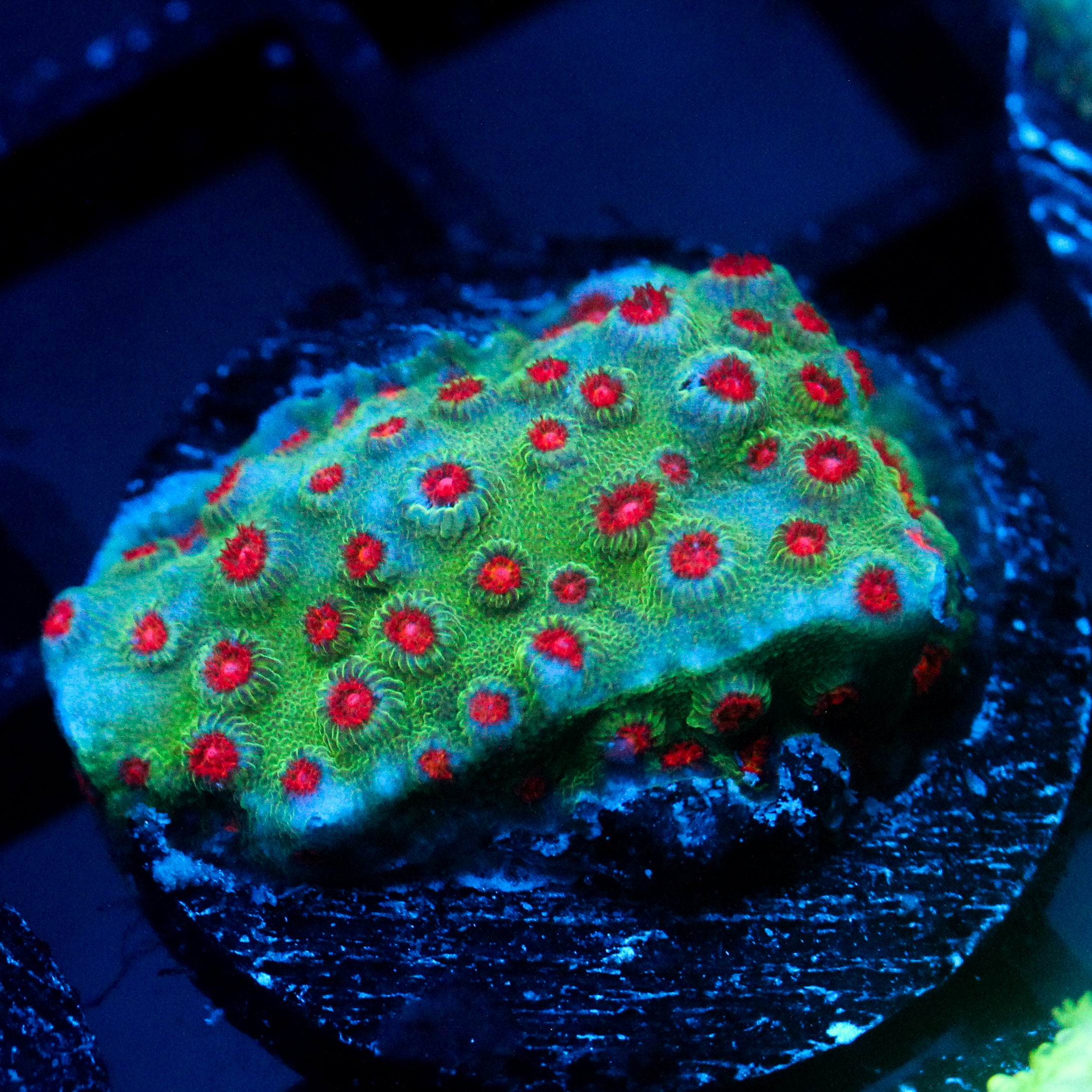 JC Evil Swarm Cyphastrea