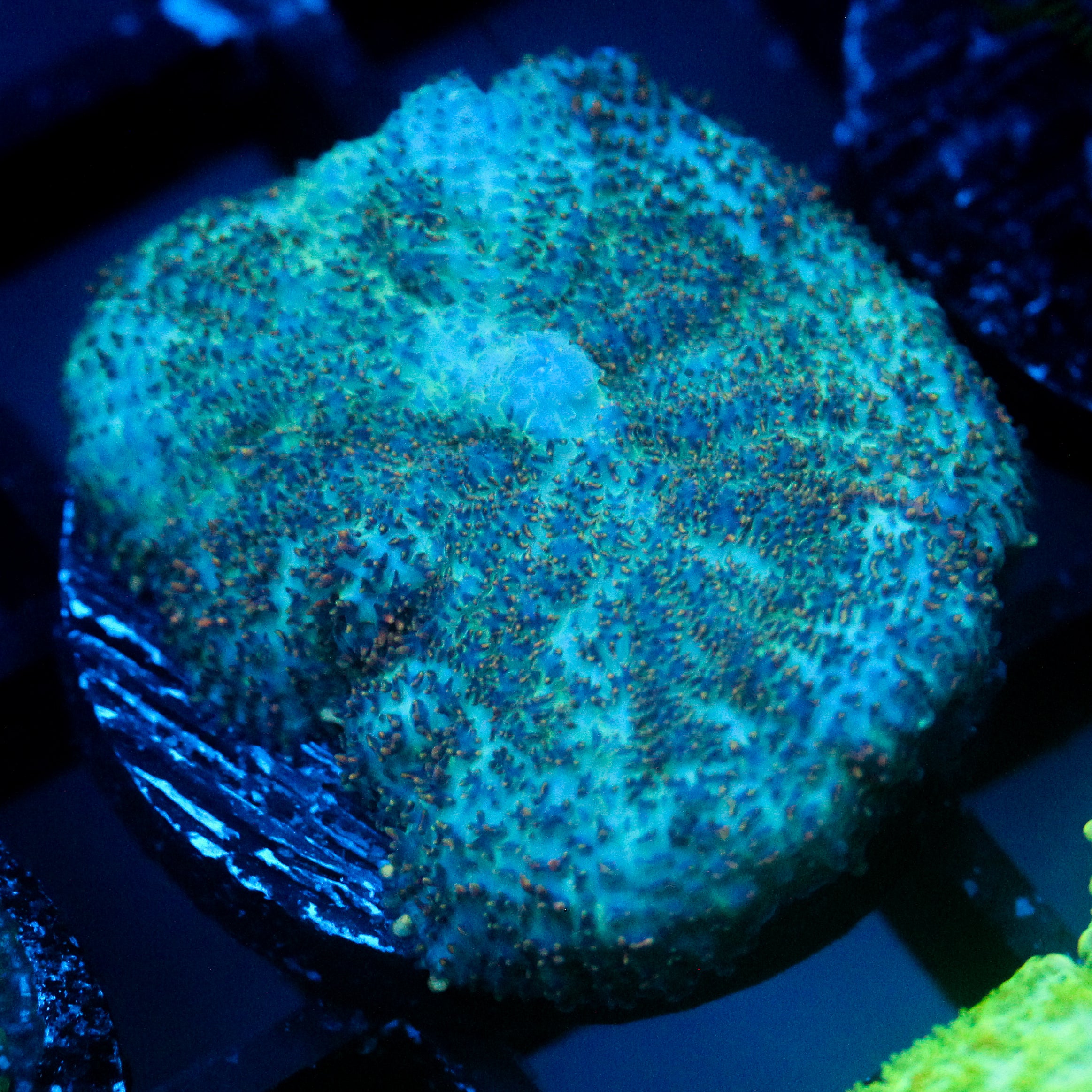JC Cuprum Calamity Rhodactis
