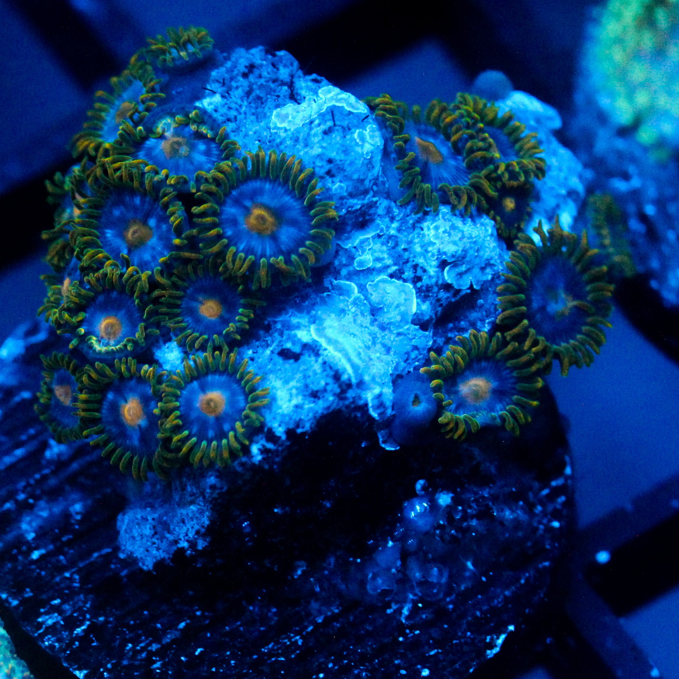 JC Blue Beast Zoanthid