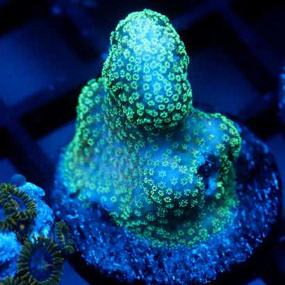 JC Neon Styloporah