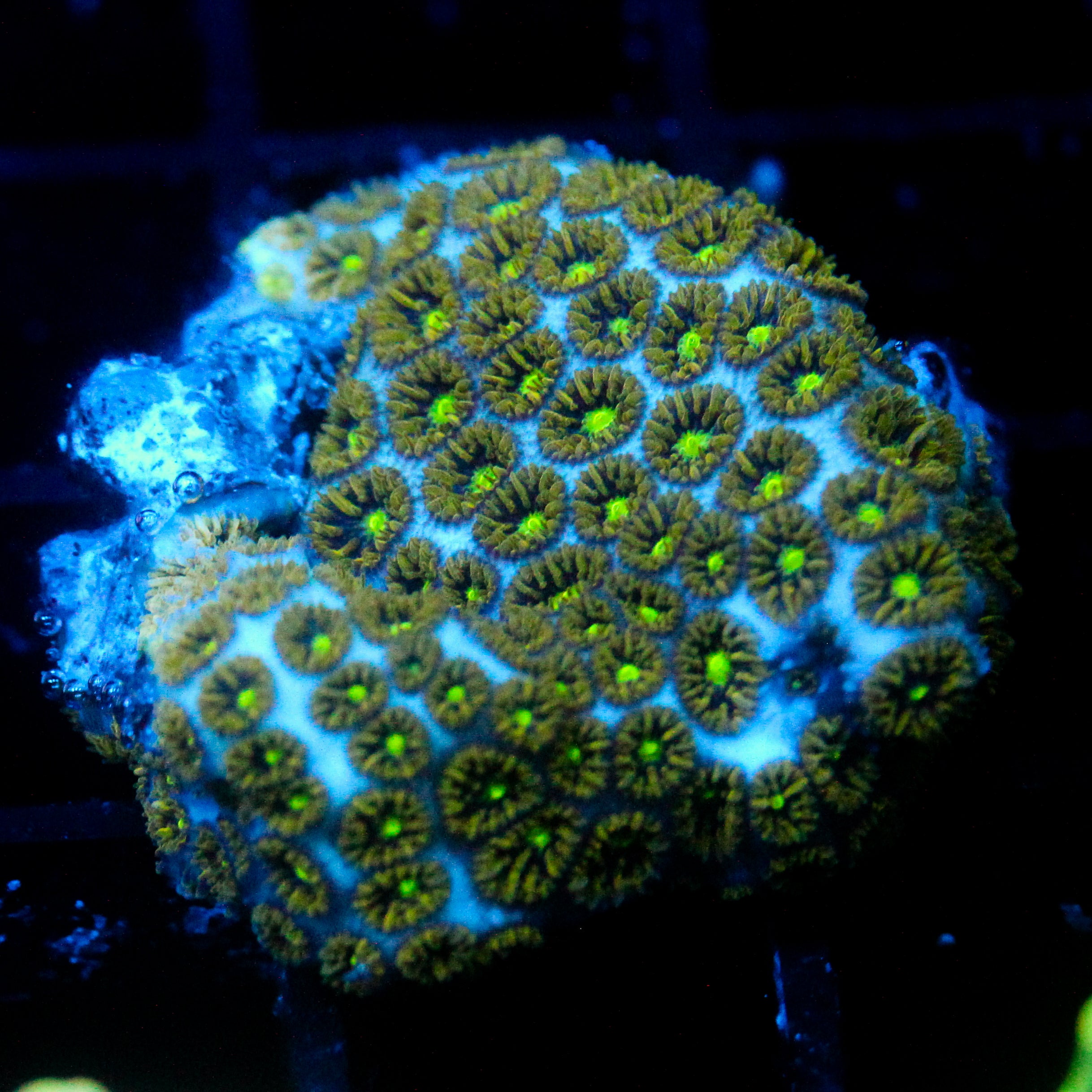 JC Biota Gem Leptastrea