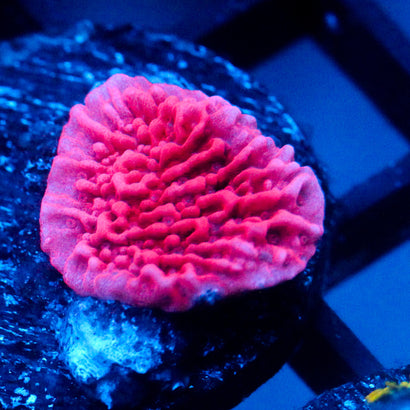 JC Pink Wave Cap Monti