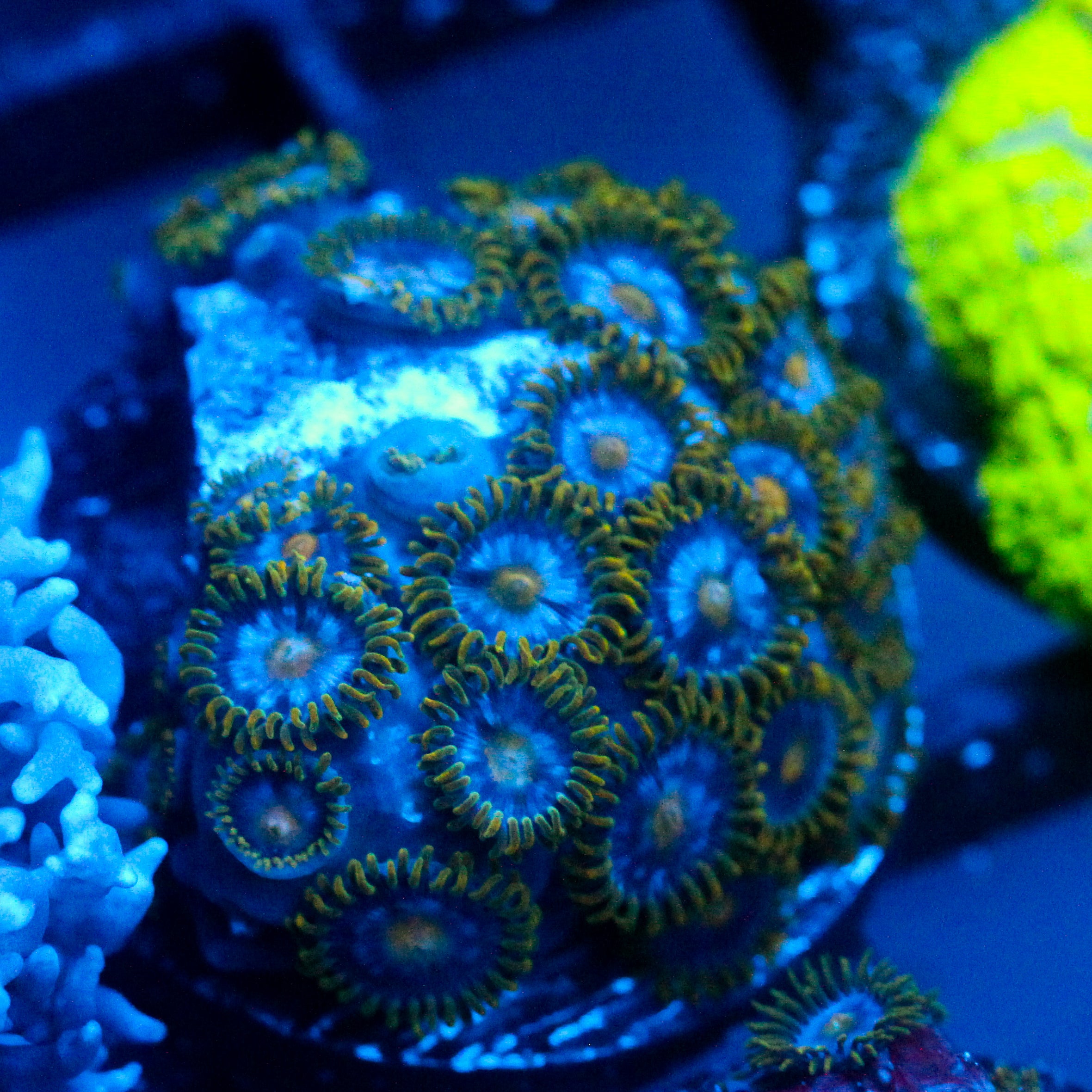 JC Blue Beast Zoanthid