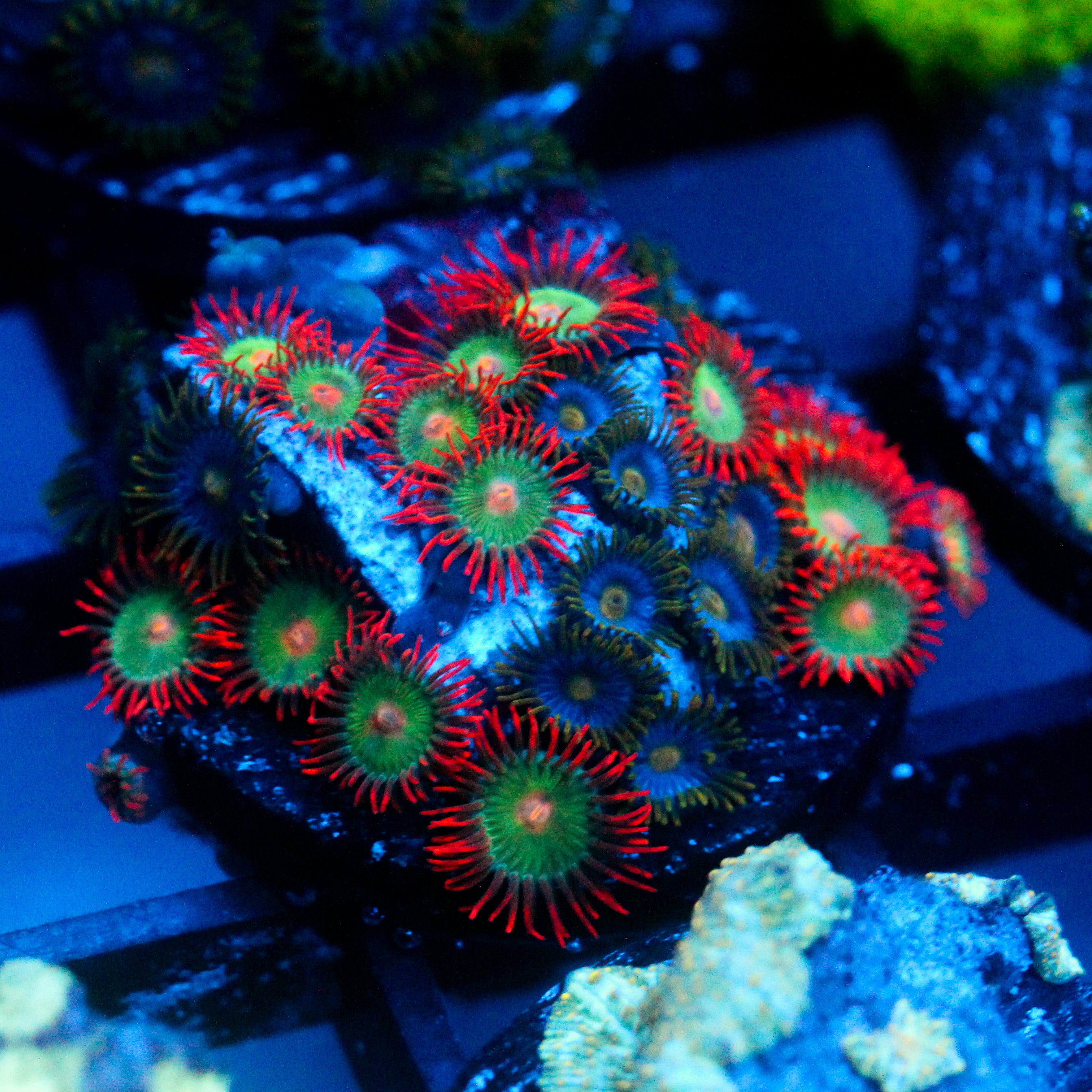 JC Gatorade Zoanthids