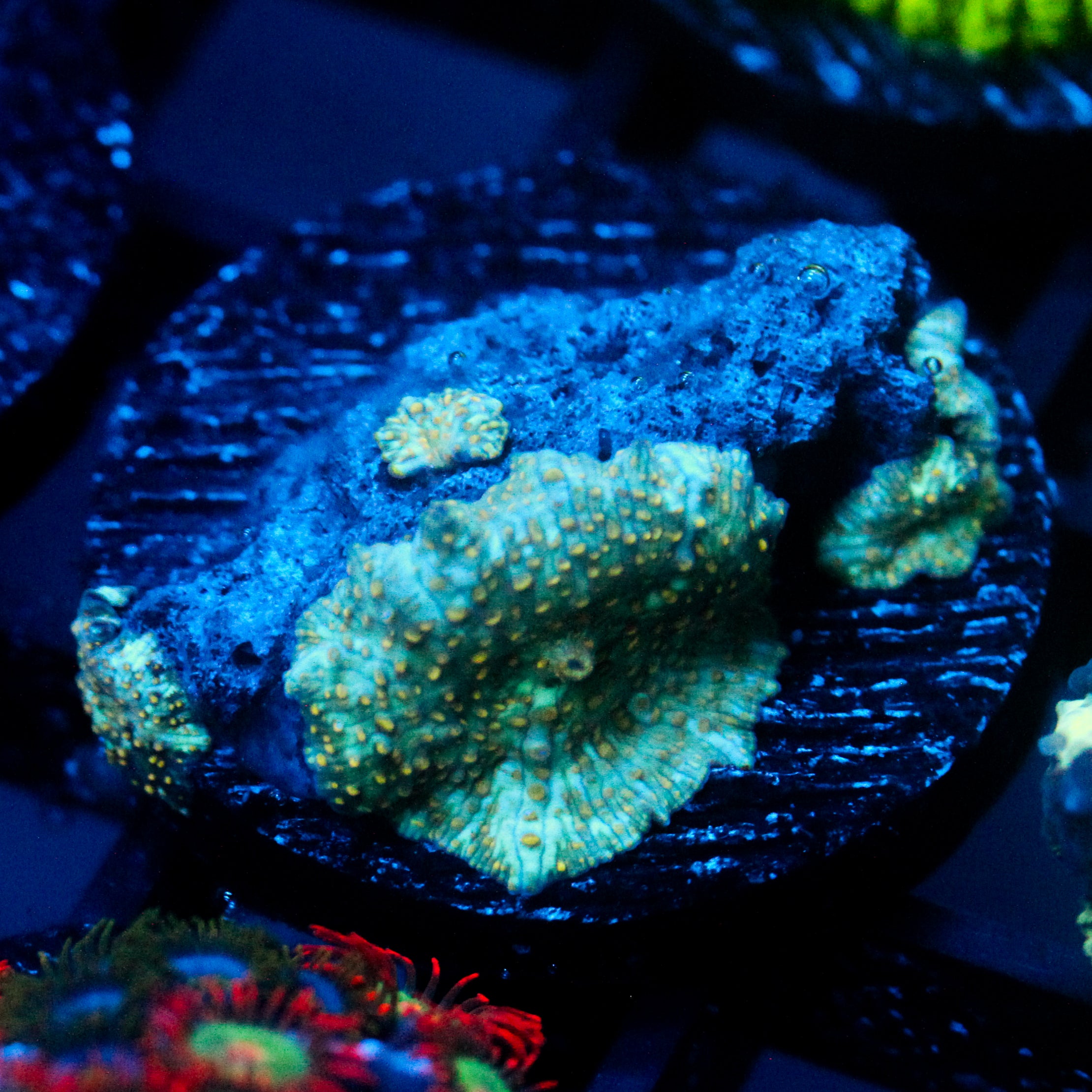 JC Firefly Discosoma Quadruple