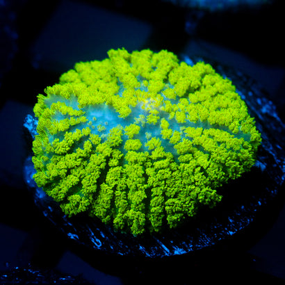 JC Neon Green Rhodactis