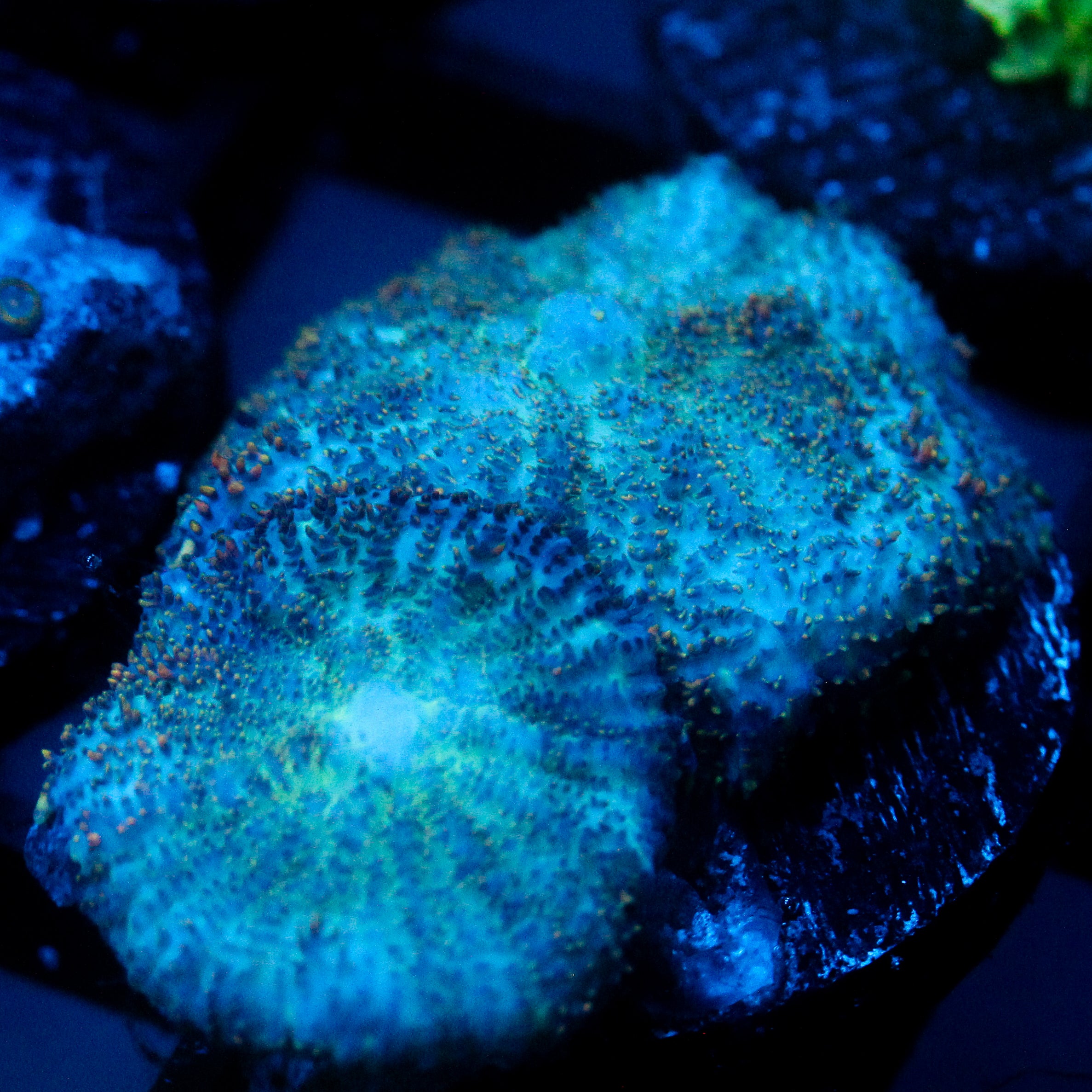 JC Cuprum Calamity Rhodactis