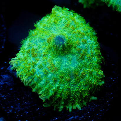 JC Lush Mesa Rhodactis