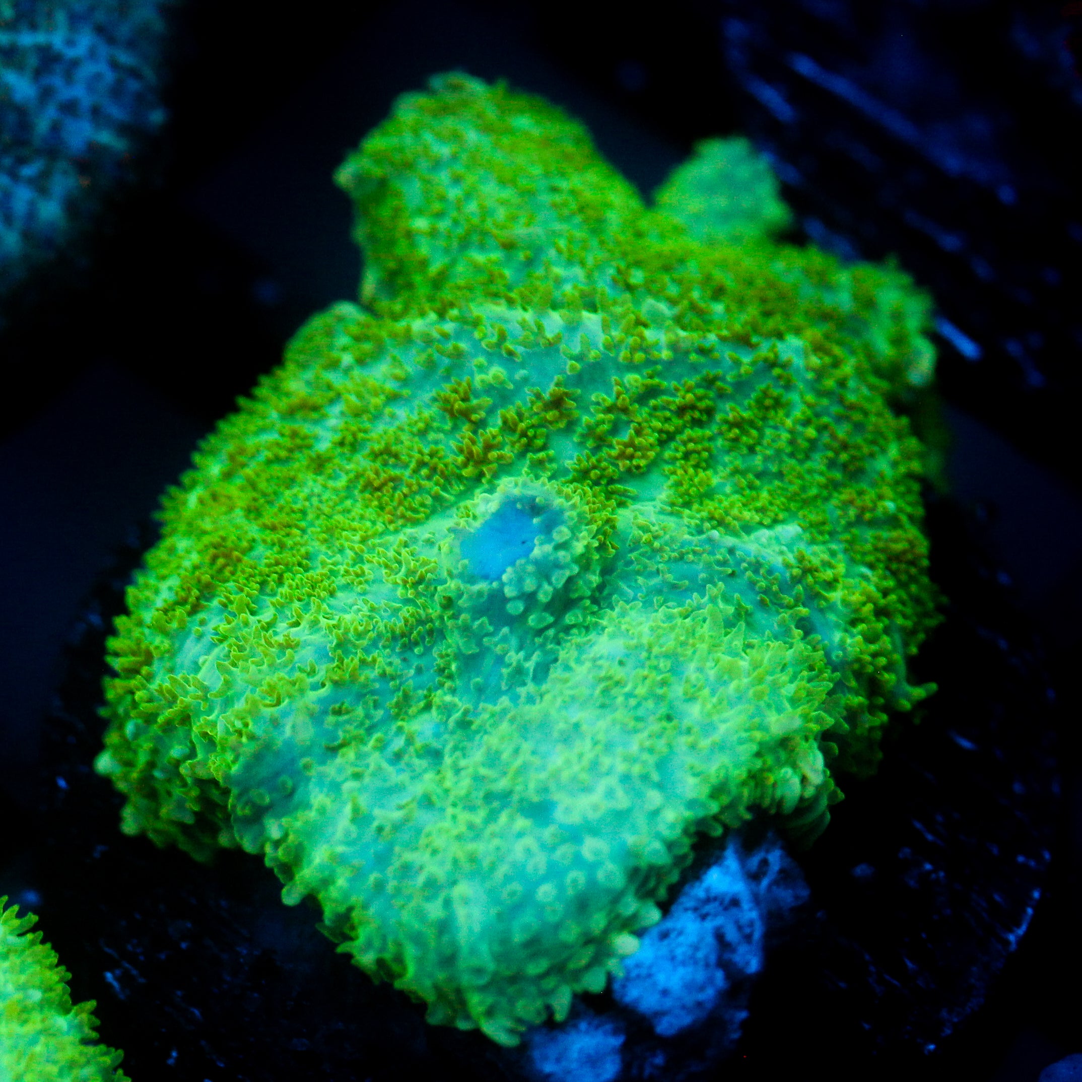 JC Lush Mesa Rhodactis
