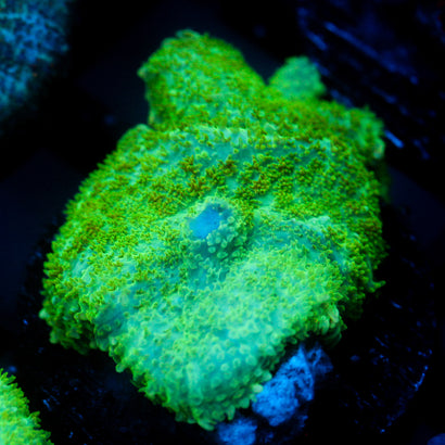JC Lush Mesa Rhodactis