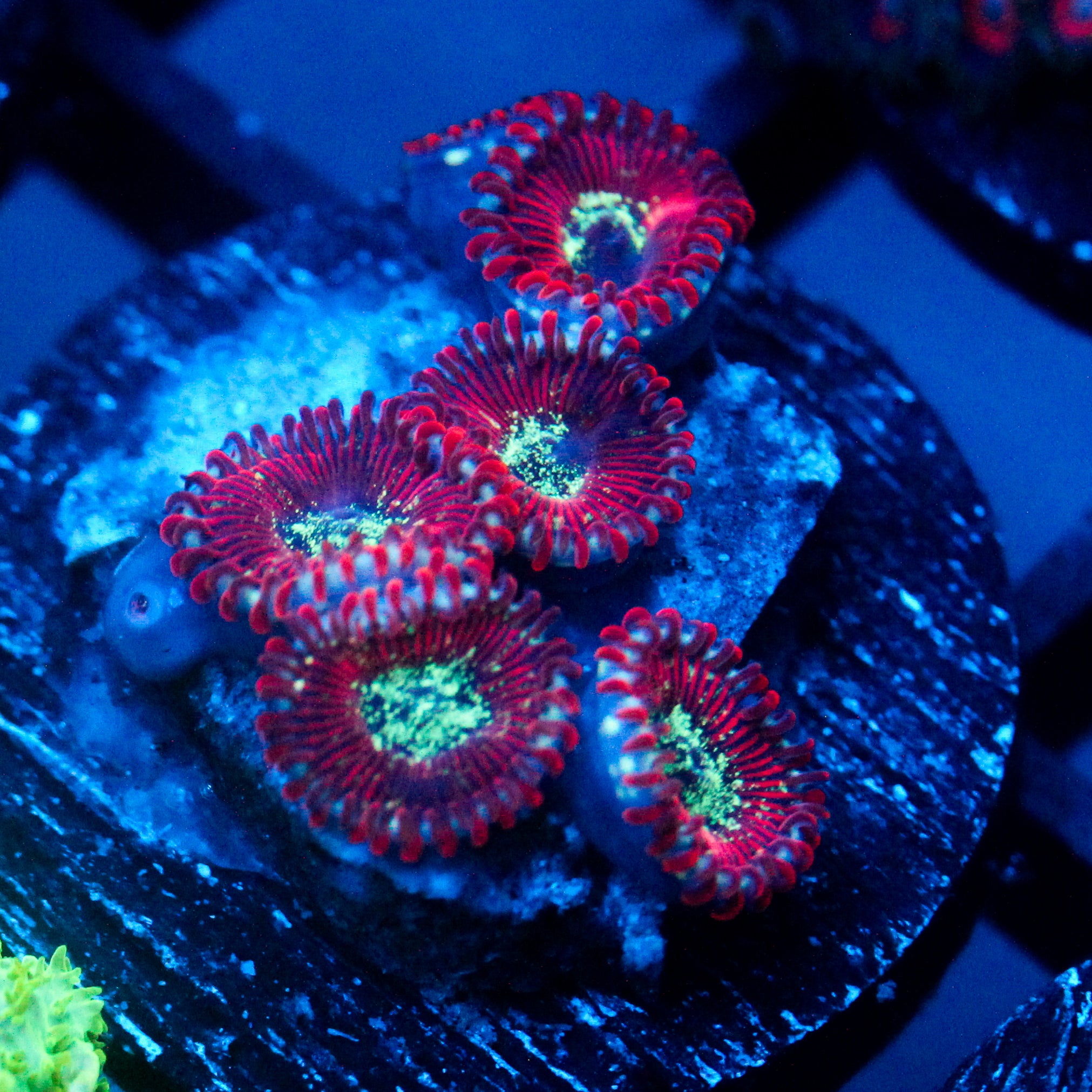 JC Magician's Zoanthid