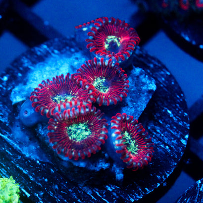 JC Magician's Zoanthid
