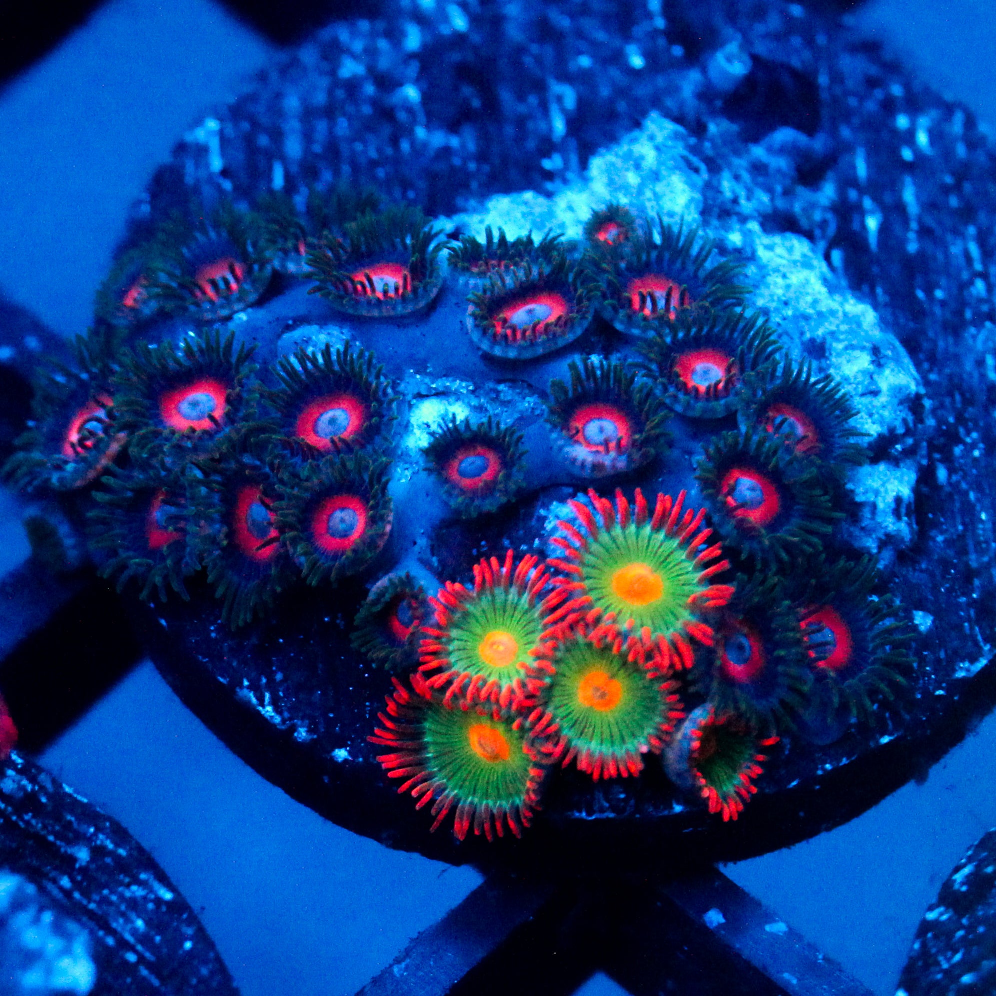 JC Zoa Garden Seed