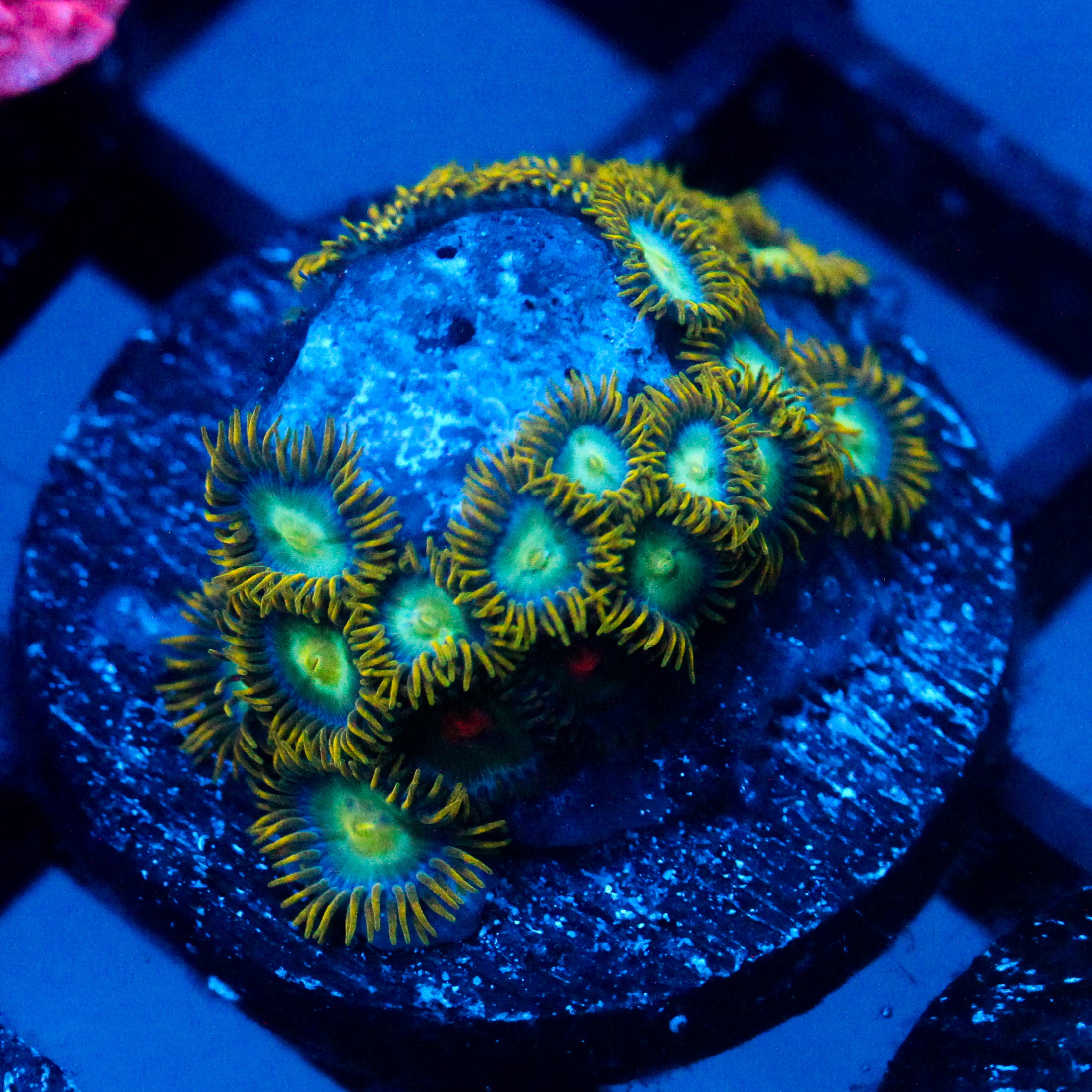 JC Saturn Zoanthid