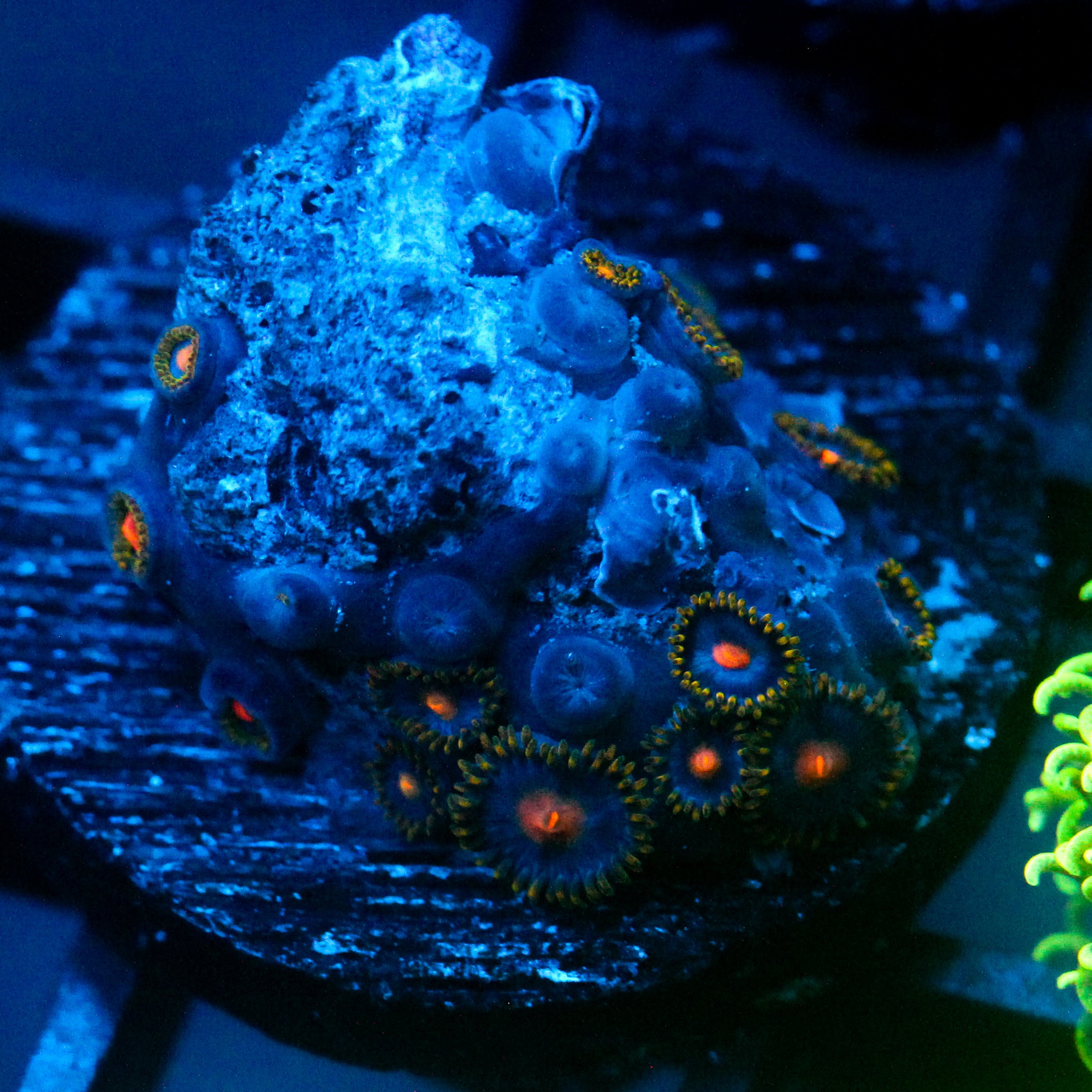 JC Gold Gobbler Zoanthid