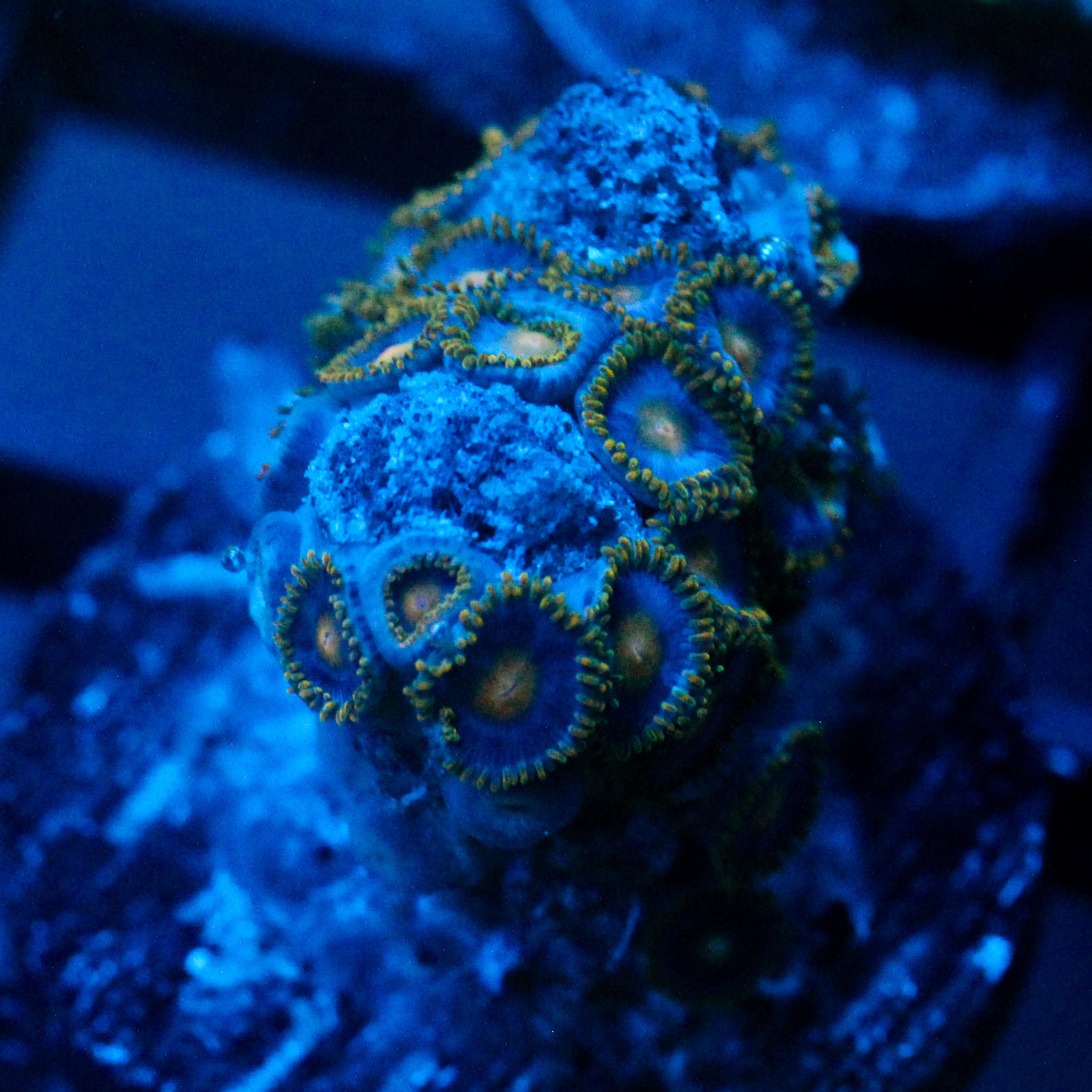 JC Goblin Zoanthid
