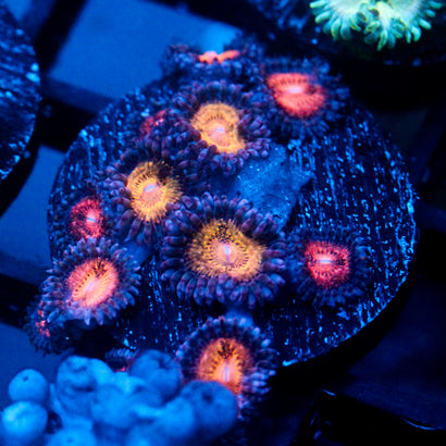 JC Speckled Kraze Zoanthid