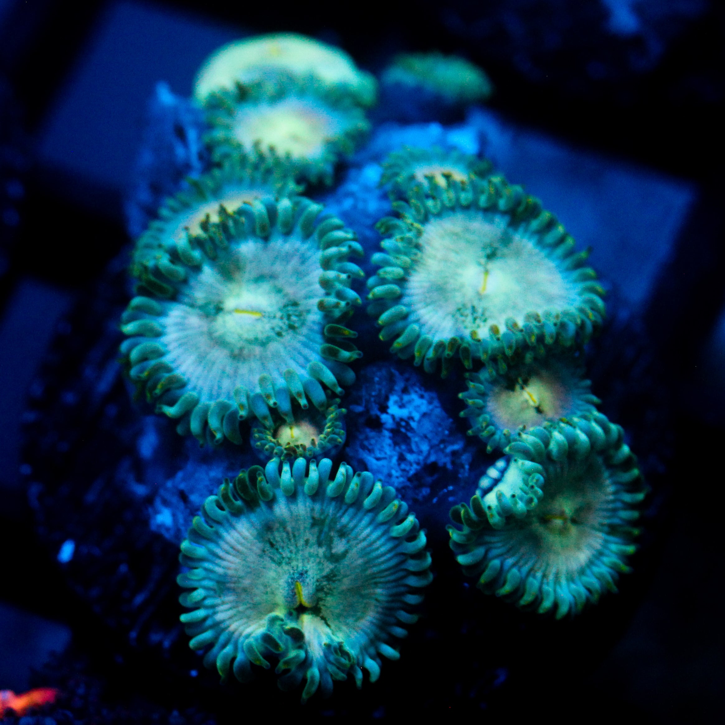 JC Hawaiian Ding Dang Zoanthid