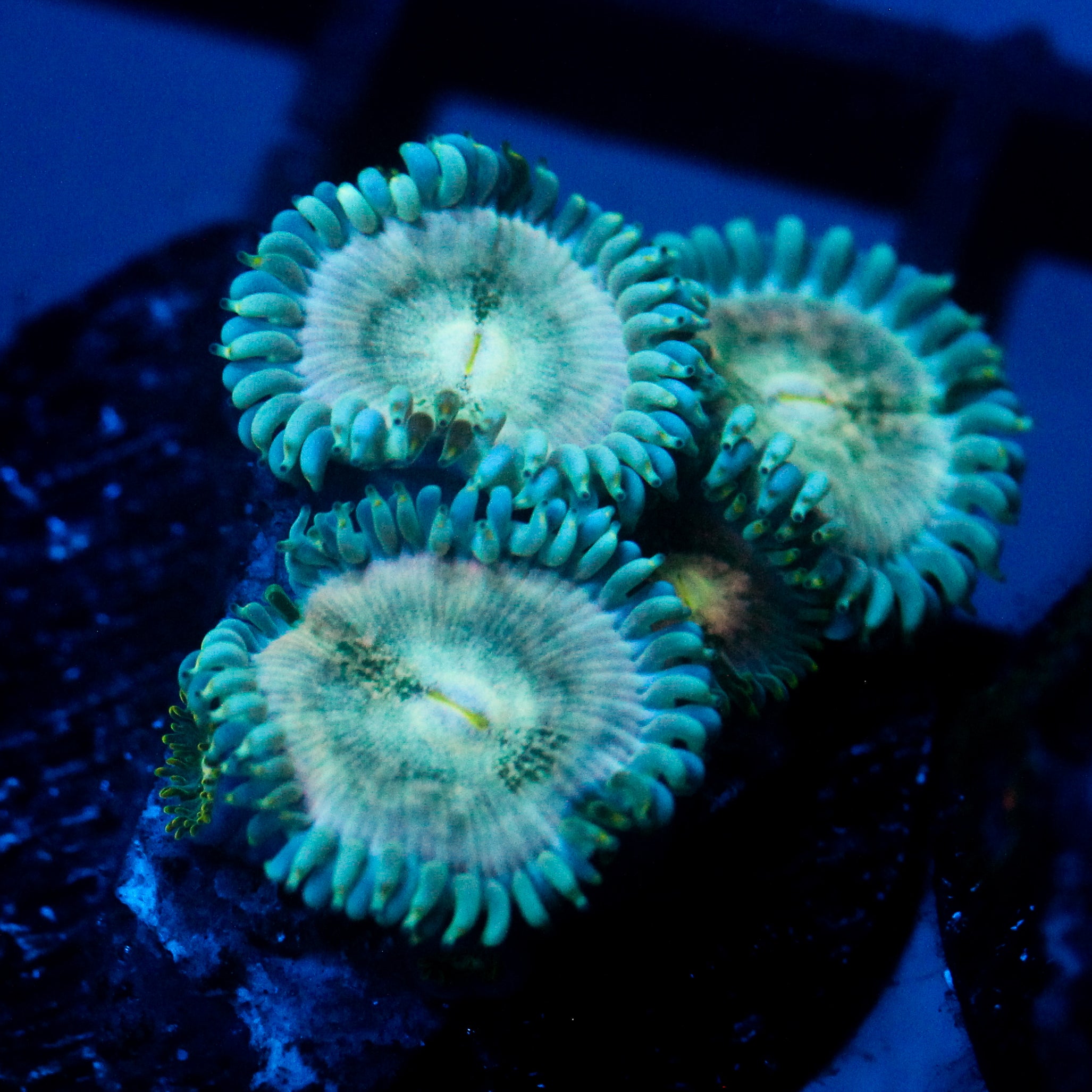 JC Hawaiian Ding Dang Zoanthid