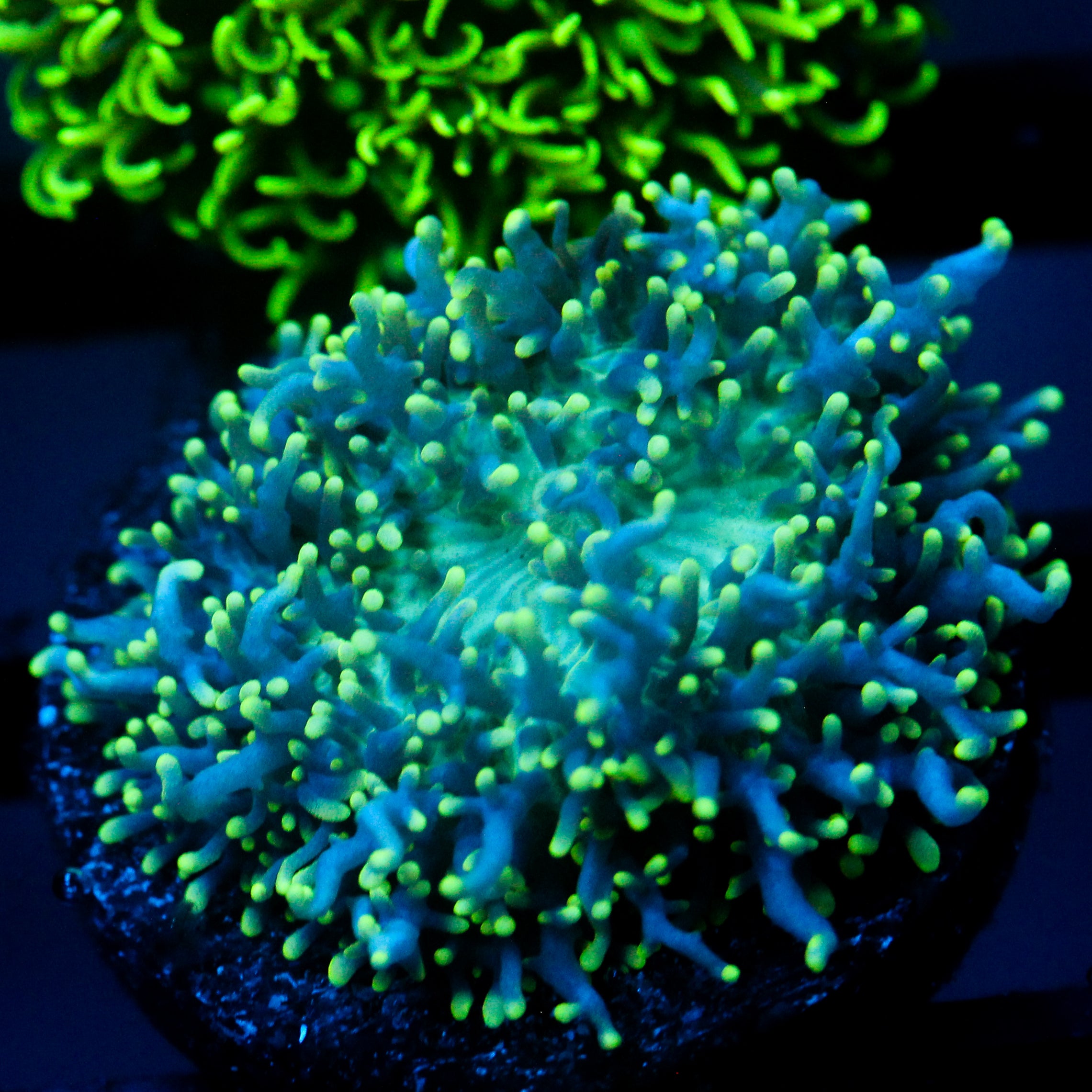 JC Fuzzy Wonder Mushroom