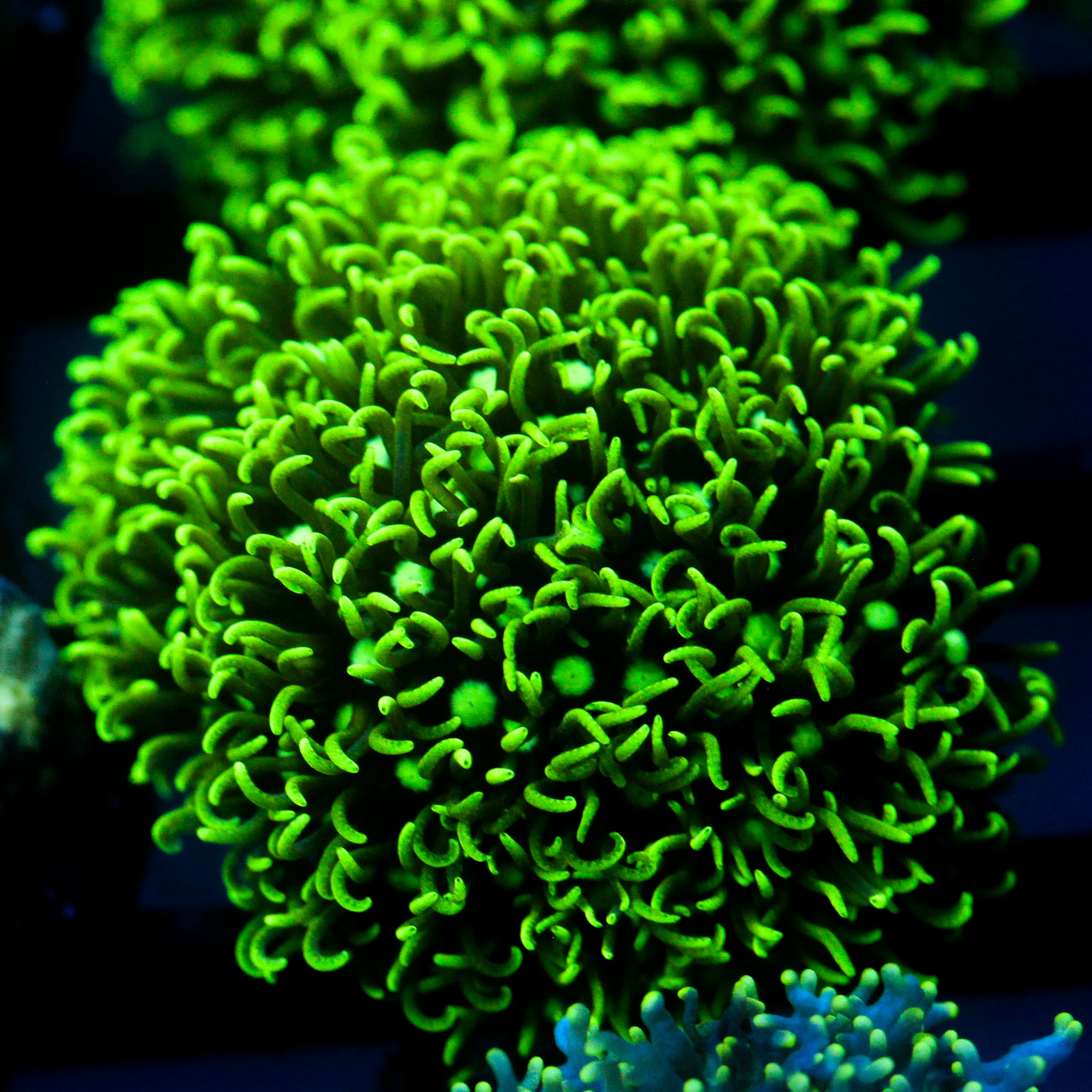 JC GSP