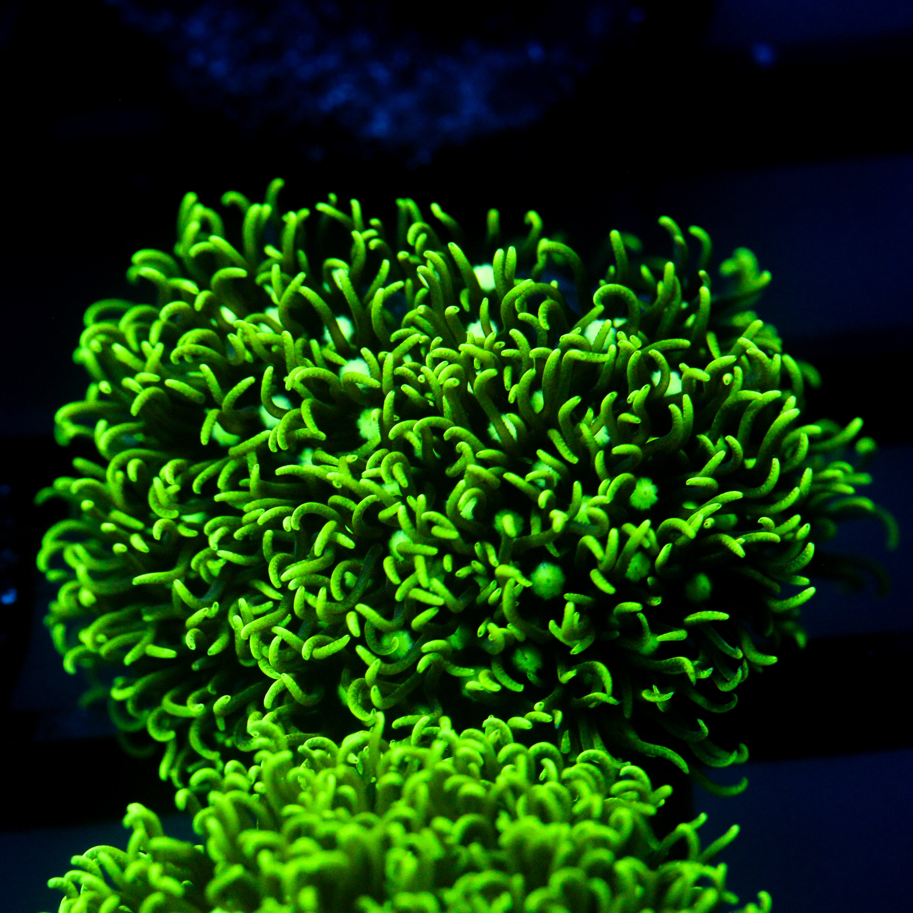 JC GSP