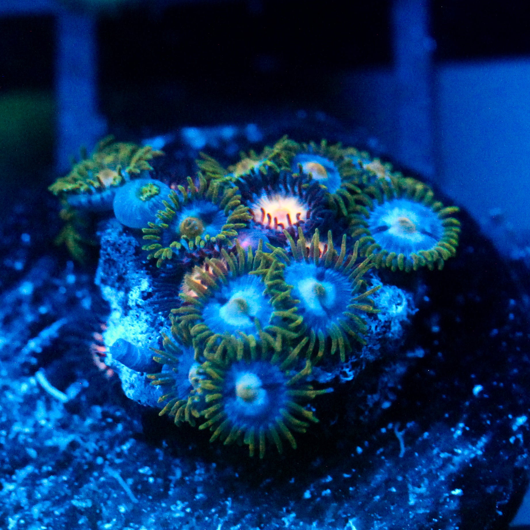 JC Beasty Zoanthids