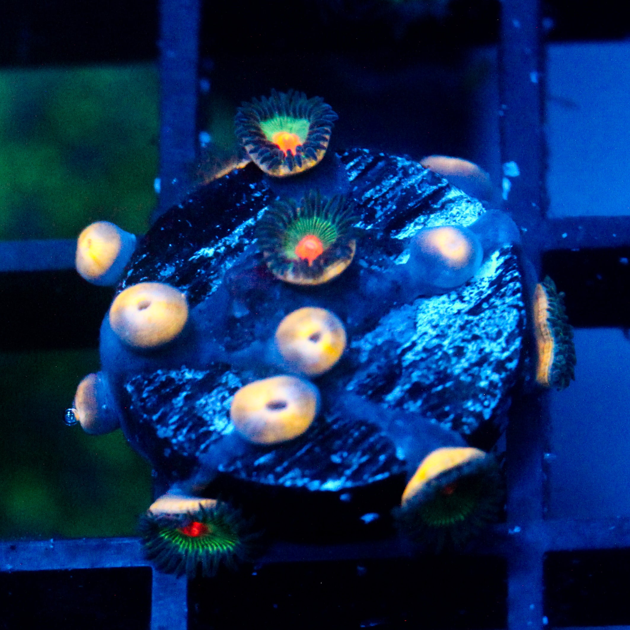 JC Blue Raven Zoanthid