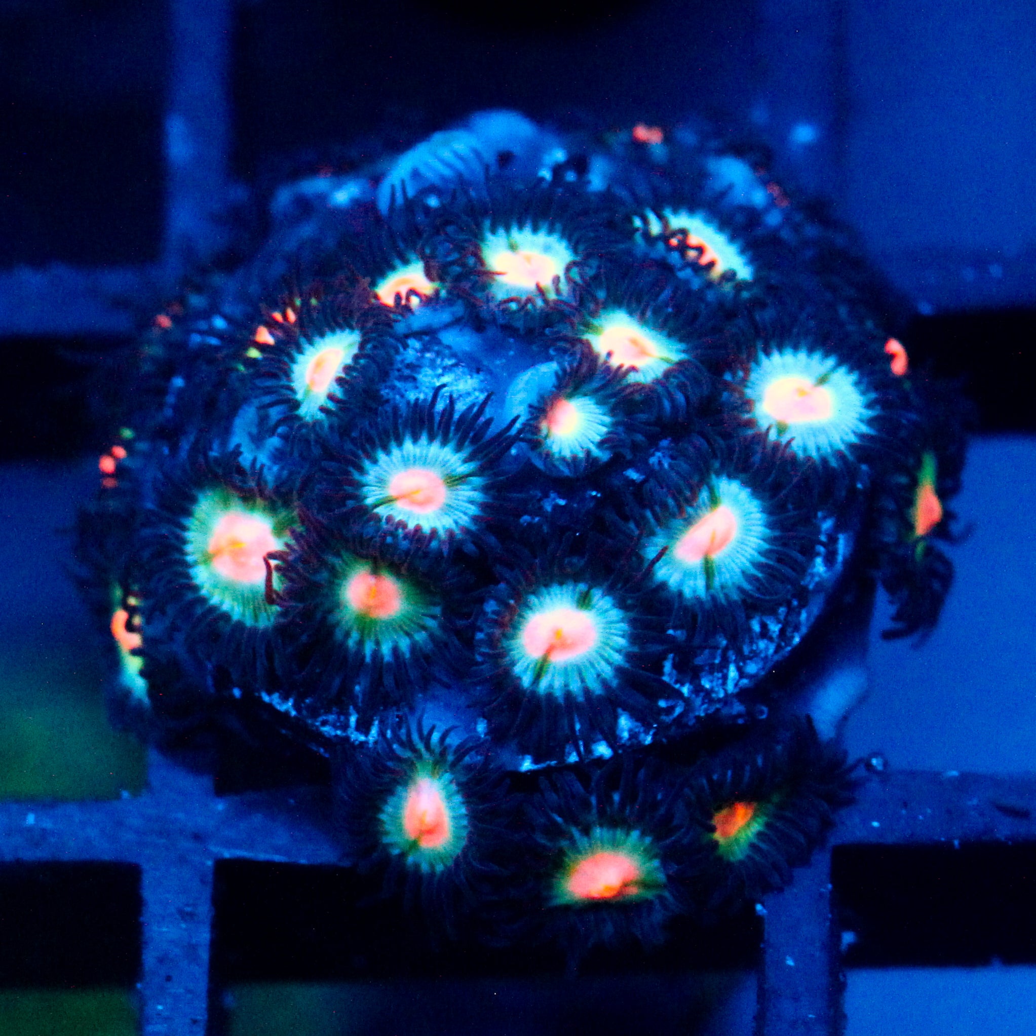 JC Blue Raven Zoanthid