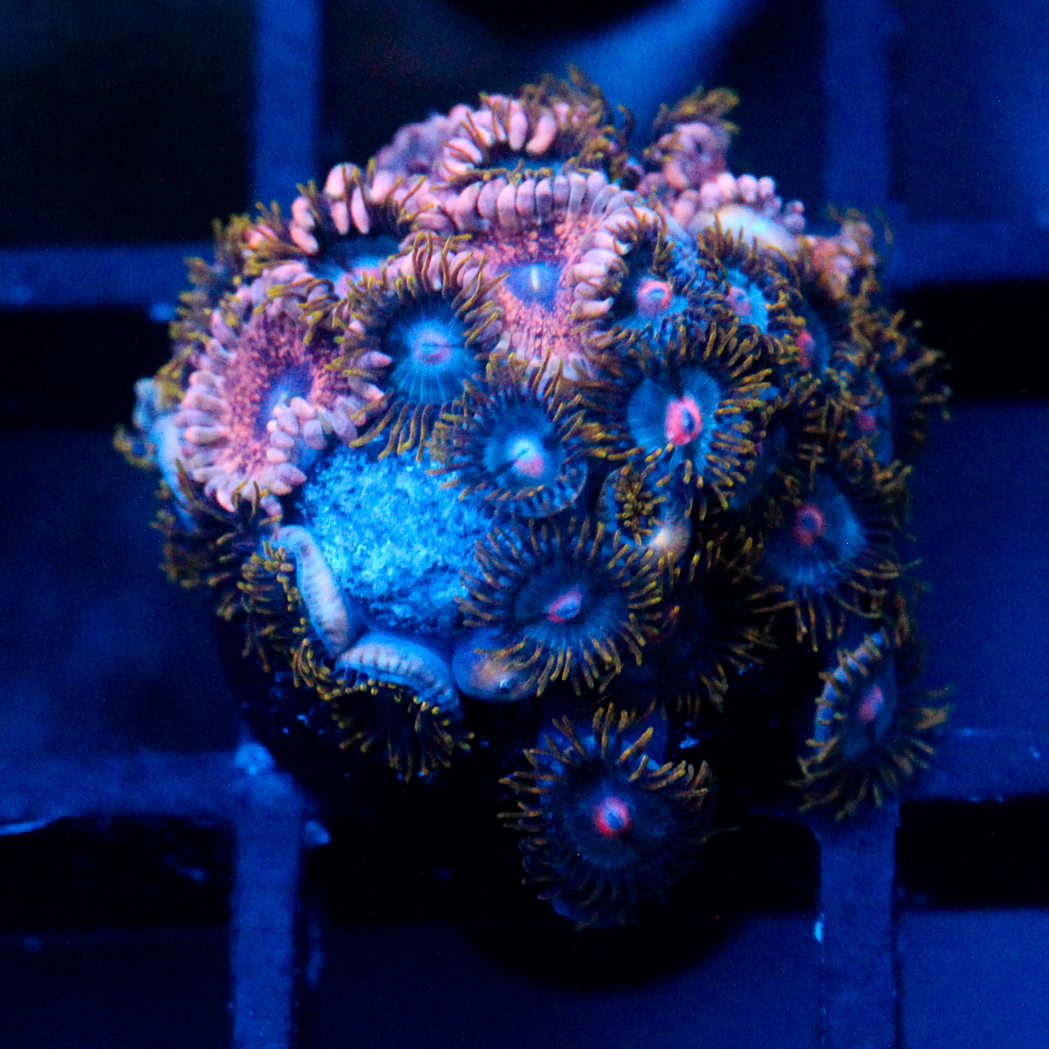 JC Permafrost + Gobbler Zoanthid Mix