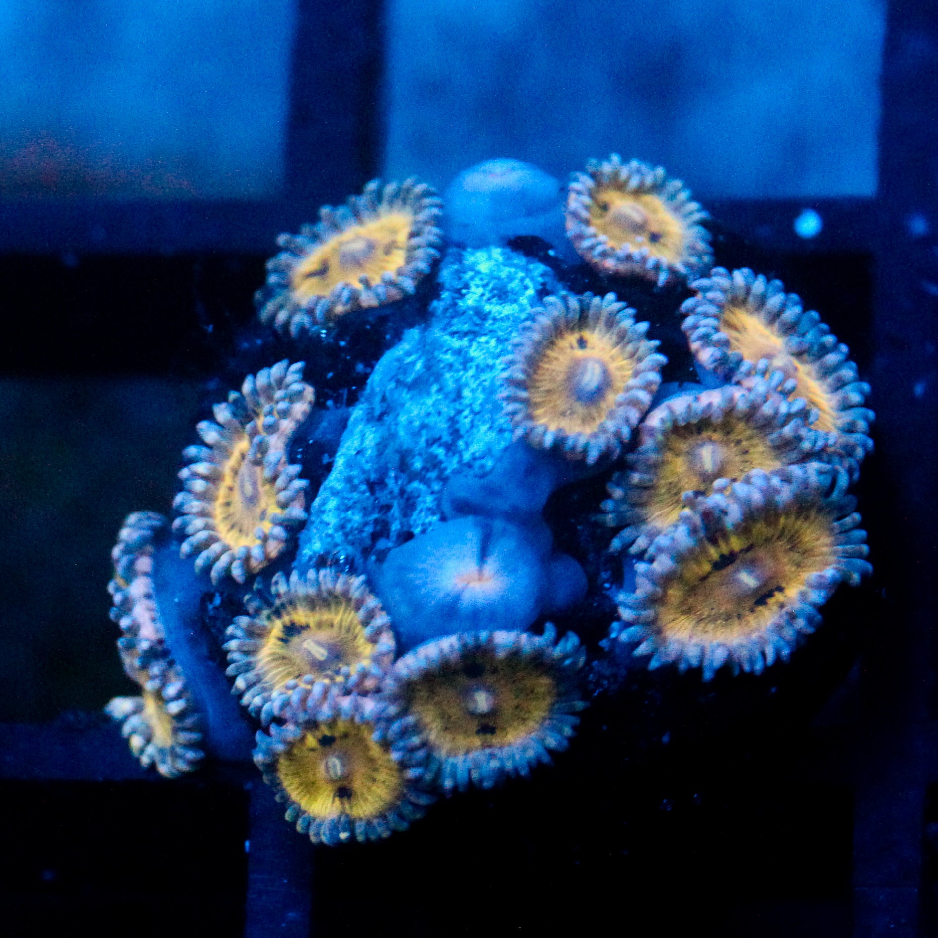 JC Blue Seam Zoanthid