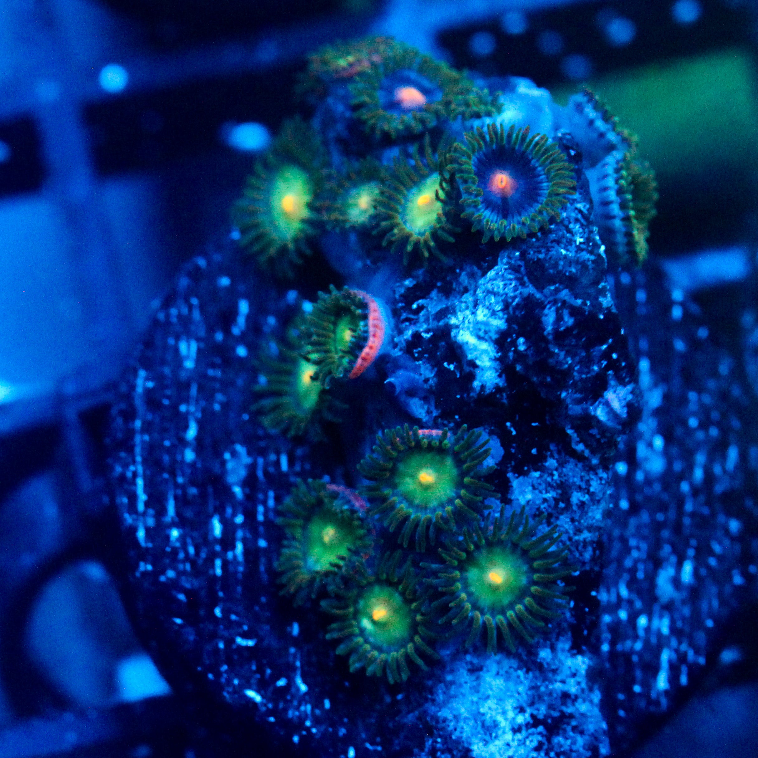 JC Green Freak Zoanthid