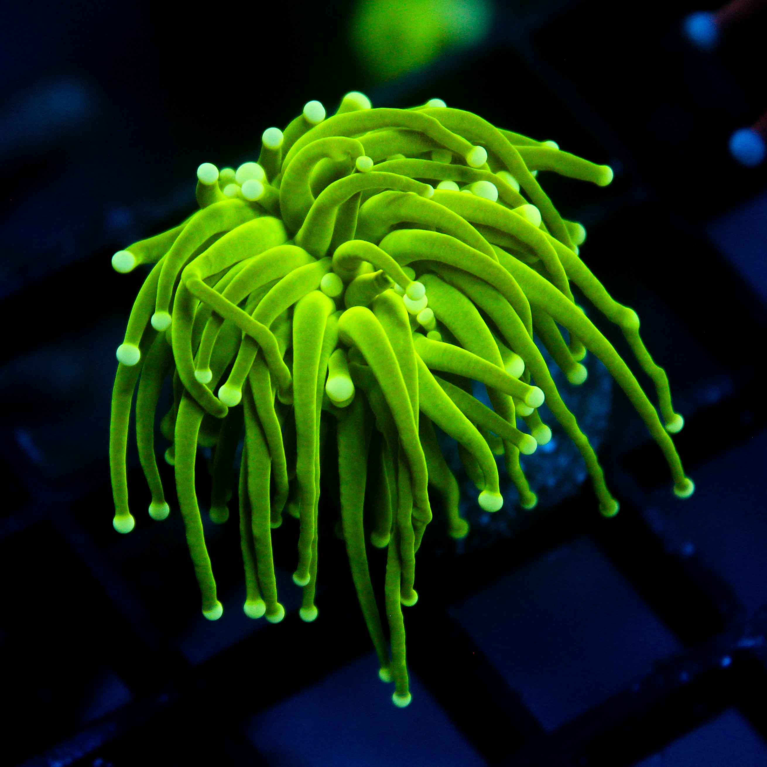 JC Slime Slayer Torch