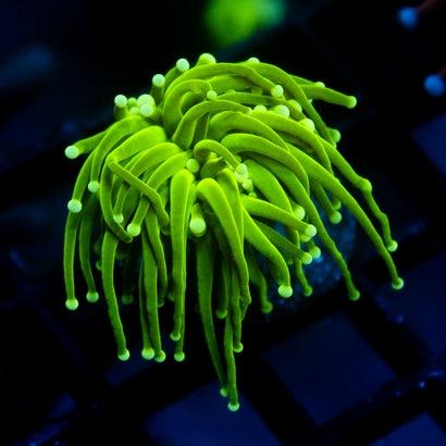 JC Slime Slayer Torch