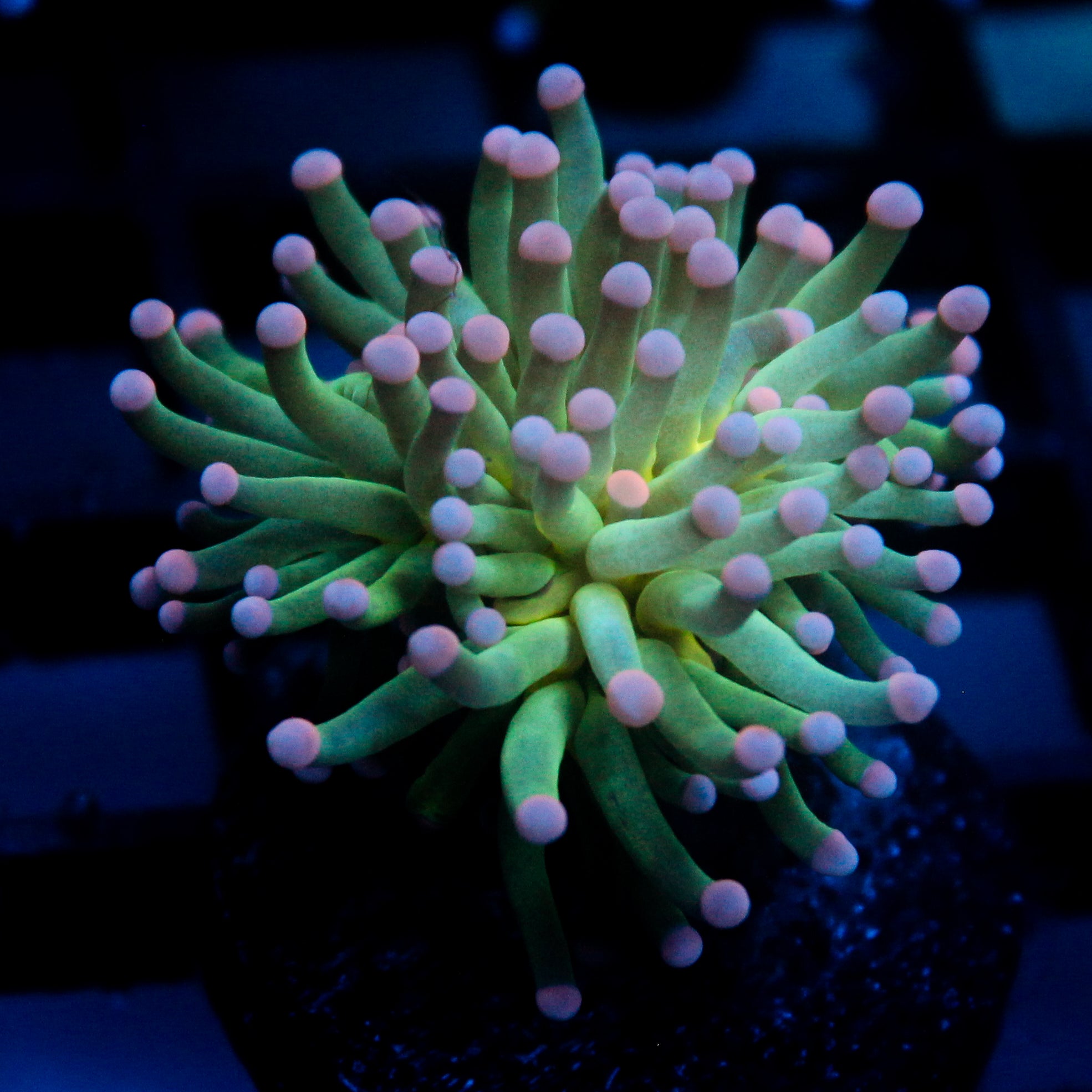 JC Cotton Candy Torch