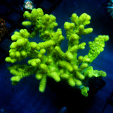 JC XL Neon Green Sinularia