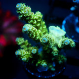 JC Green Demon Acro