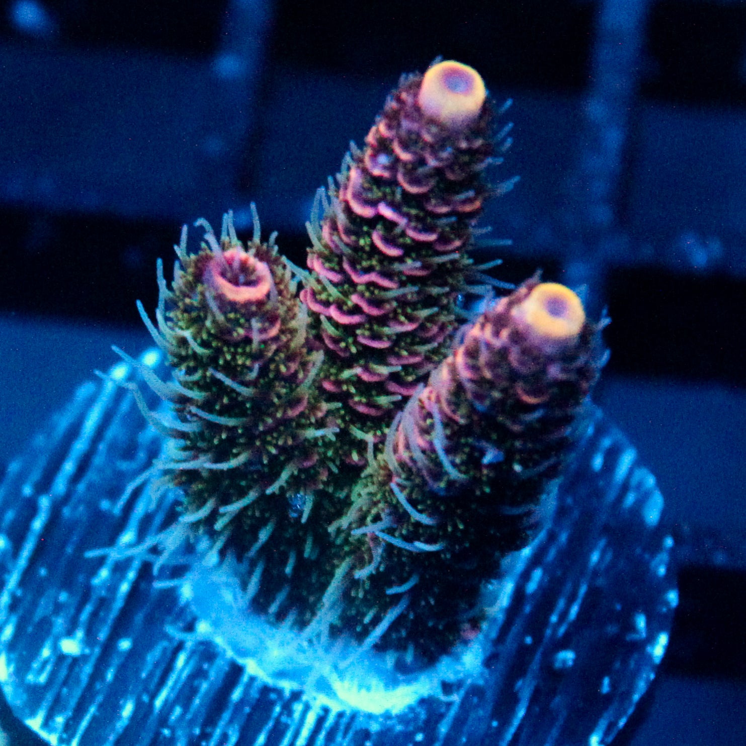 JC Hyacinth Acro