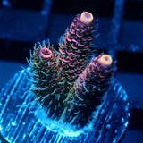 JC Hyacinth Acro
