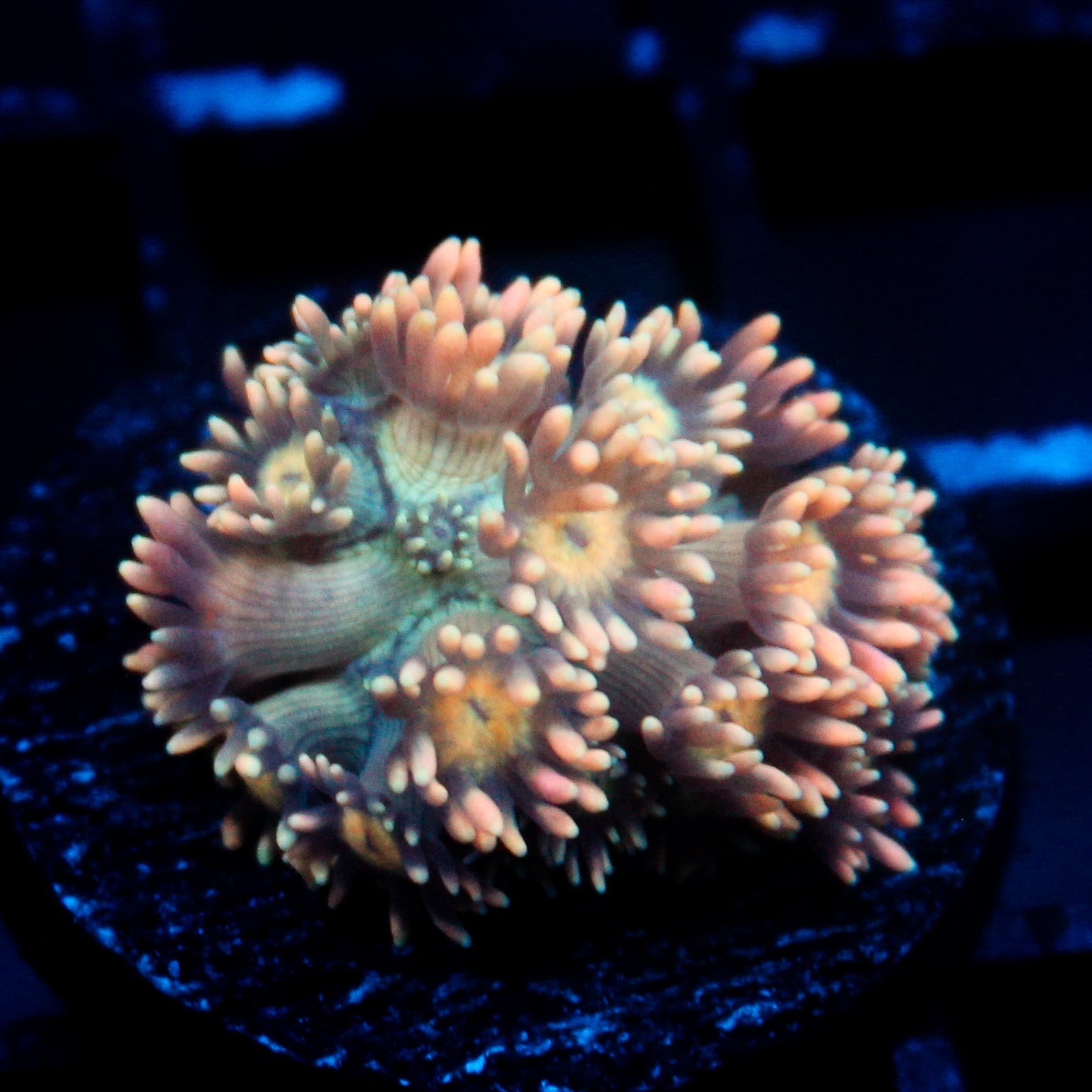 JC Peach Petals Goni