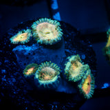 JC Hawaiian Ding Dang Zoanthid