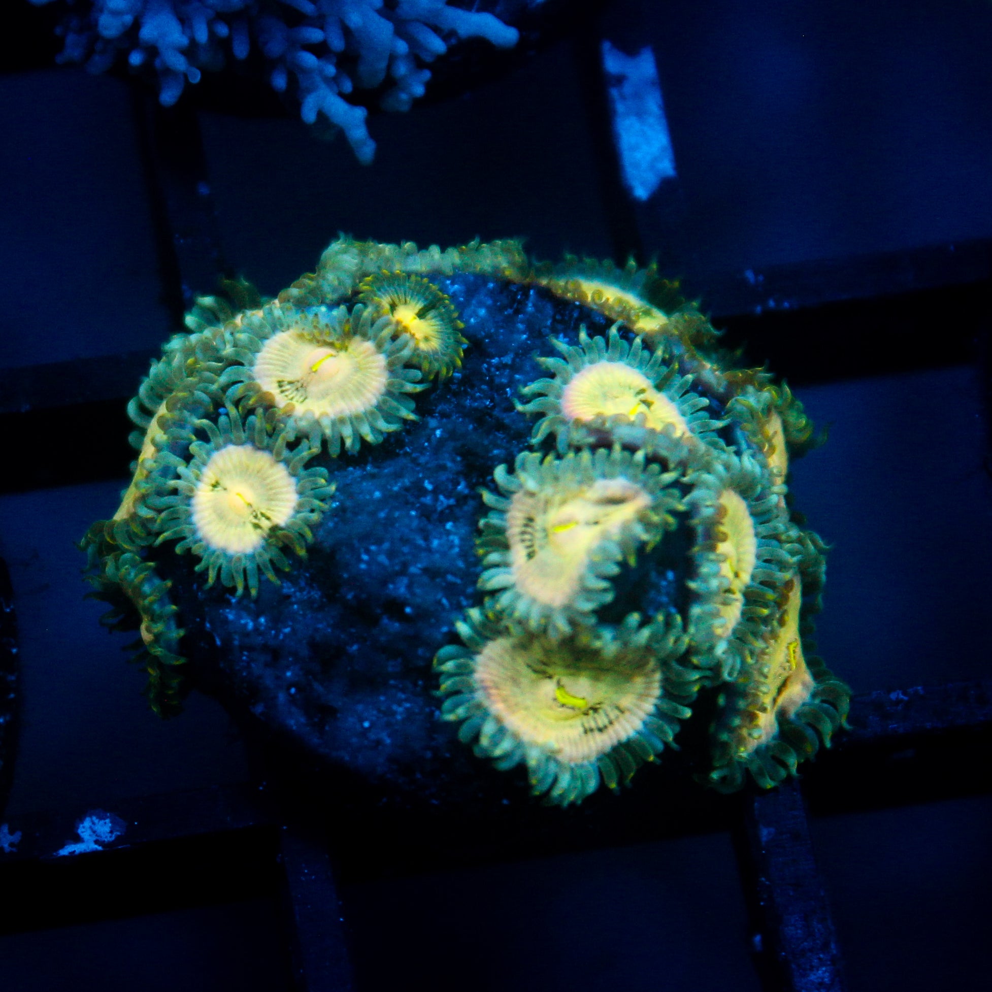 JC Hawaiian Ding Dang Zoanthid