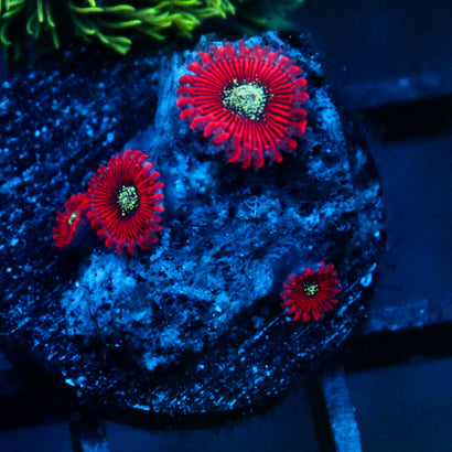 JC Magician's Zoanthid