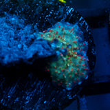 JC Firefly Discosoma